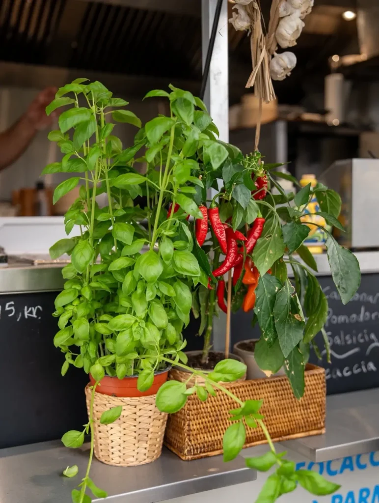 chiliplanter